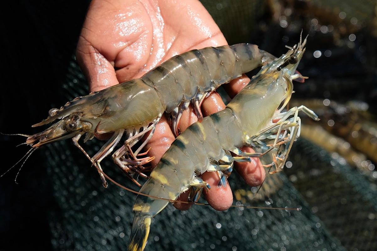 Tiger Prawns