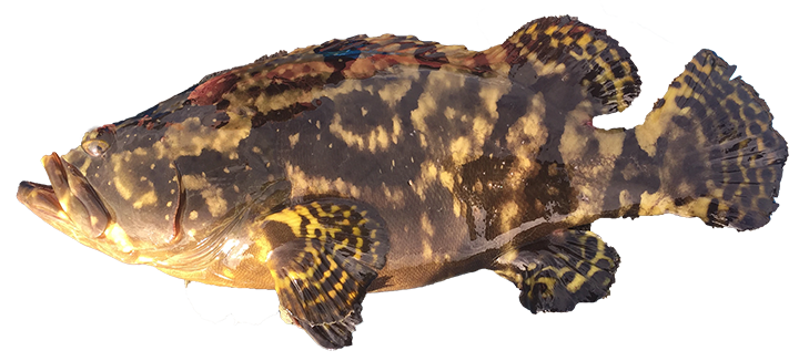 White-Spotted Spinefoot