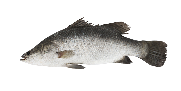 Vermiculated Spinefoot