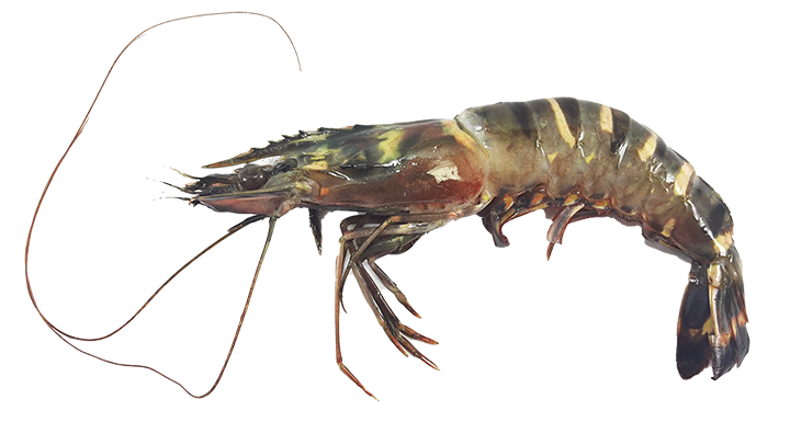 Vermiculated Spinefoot